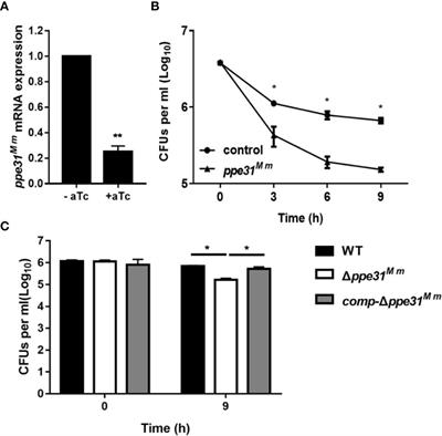 Mycobacterium PPE31 Contributes to Host Cell Death